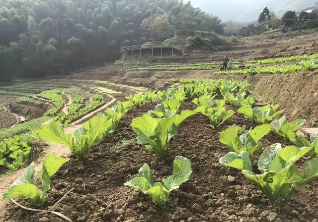 蔬菜喷磷酸二氢钾后什么时候可采摘？