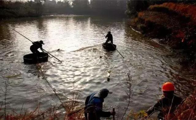 农村承包鱼塘养鱼总被人用抛竿和旋网偷，往塘里放树枝有用吗？