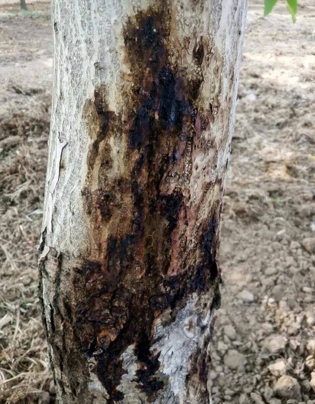 黄杨树干和根部结合处皮腐烂了怎么办，以后能不能还可以生皮？