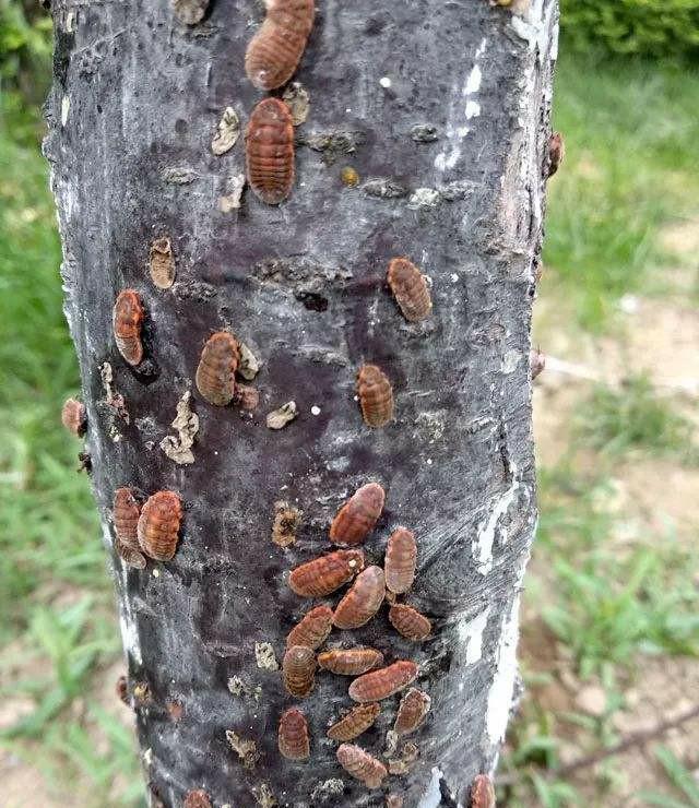 树上面的虫应该怎么治？