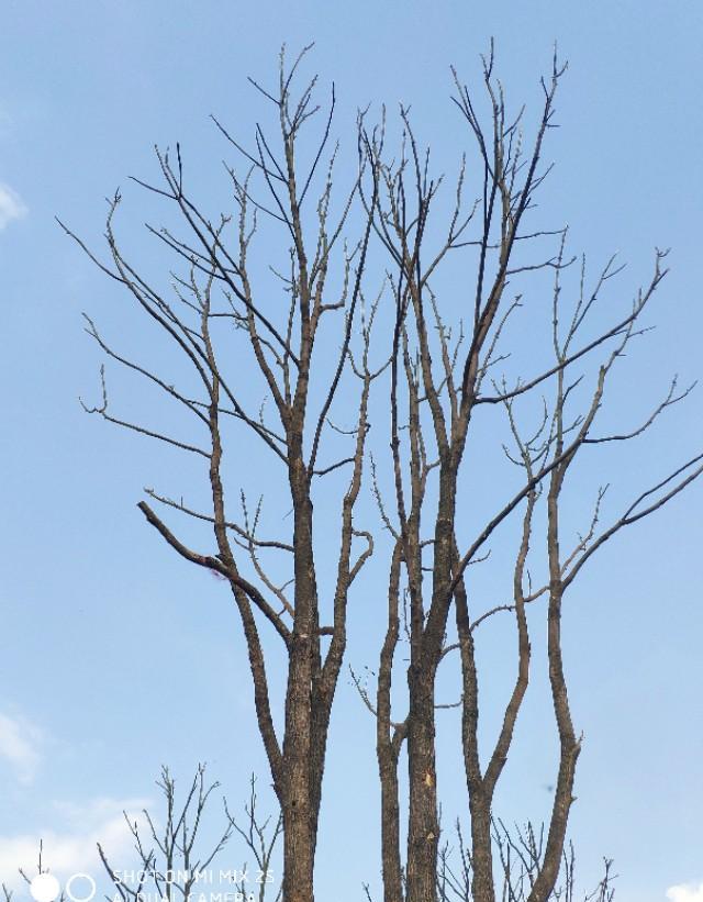 我刚买的红枫发货时把叶子都除去了，我回来栽了能活吗？