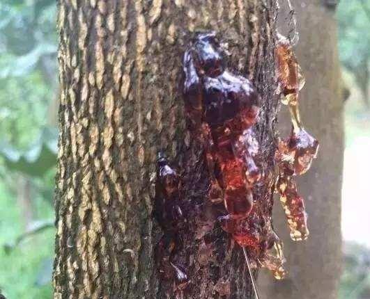 香蕉梨树流汁是怎么样了？