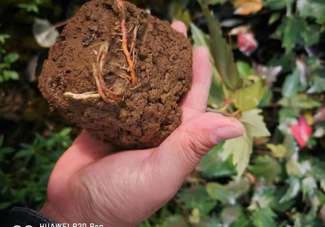 茉莉花不发新枝叶子发黄是什么原因？