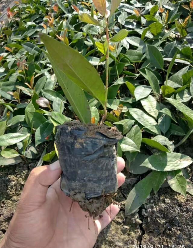 扦插红叶石楠用什么生根剂？
