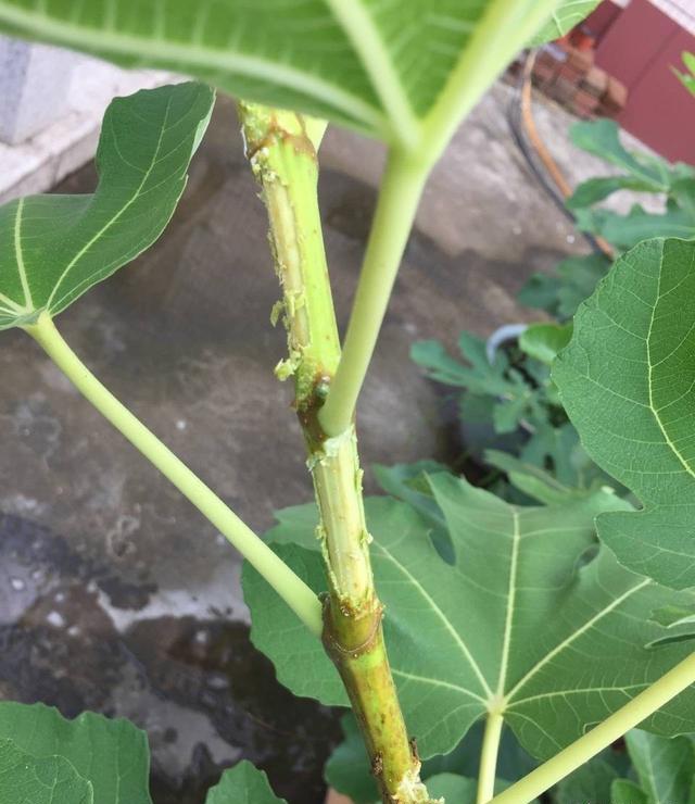 无花果树有杨树牛虫怎么办？