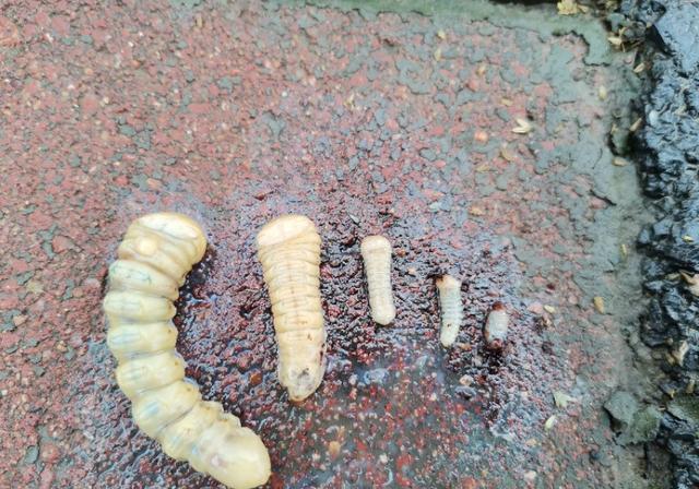 蓝莓树有虫打了一次药，不起作用怎么办？