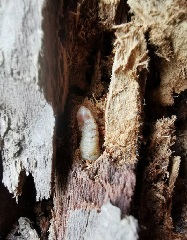 蓝莓树有虫打了一次药，不起作用怎么办？