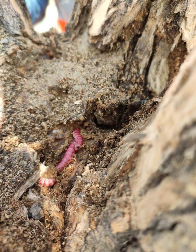 蓝莓树有虫打了一次药，不起作用怎么办？