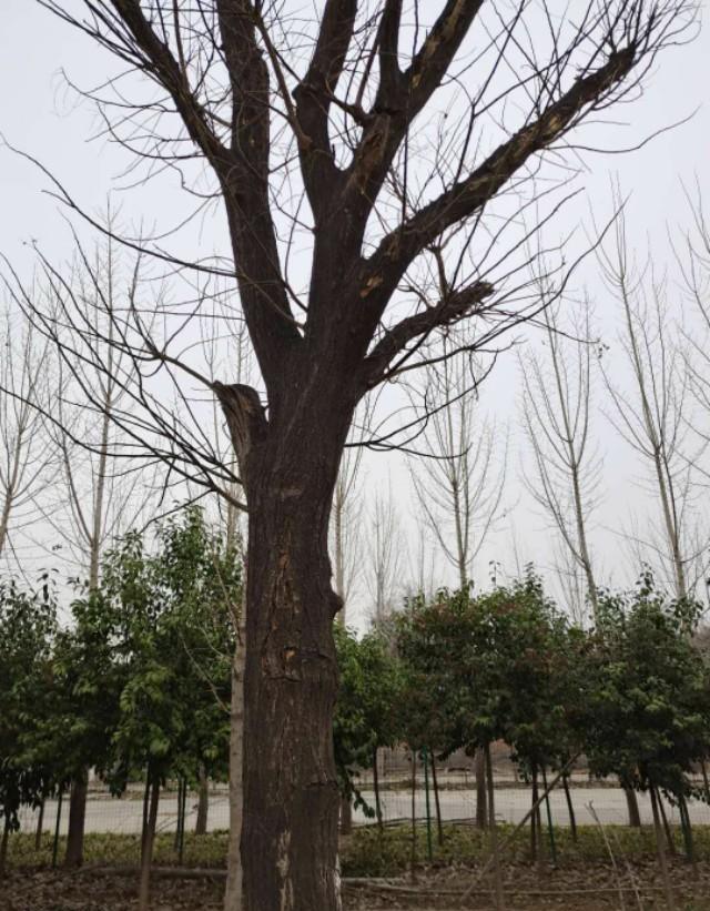 种植第二年的大叶女贞上半截树干已死下半截发芽，上半截需要锯掉吗？