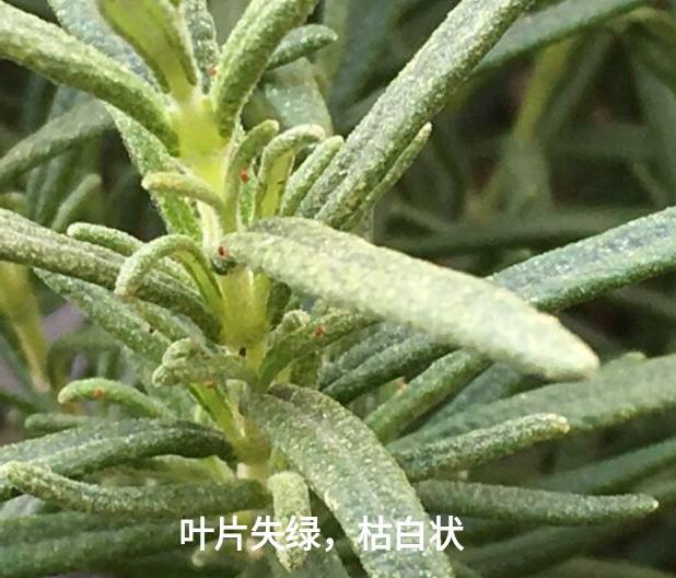 柚子红蜘蛛用什么药防治？