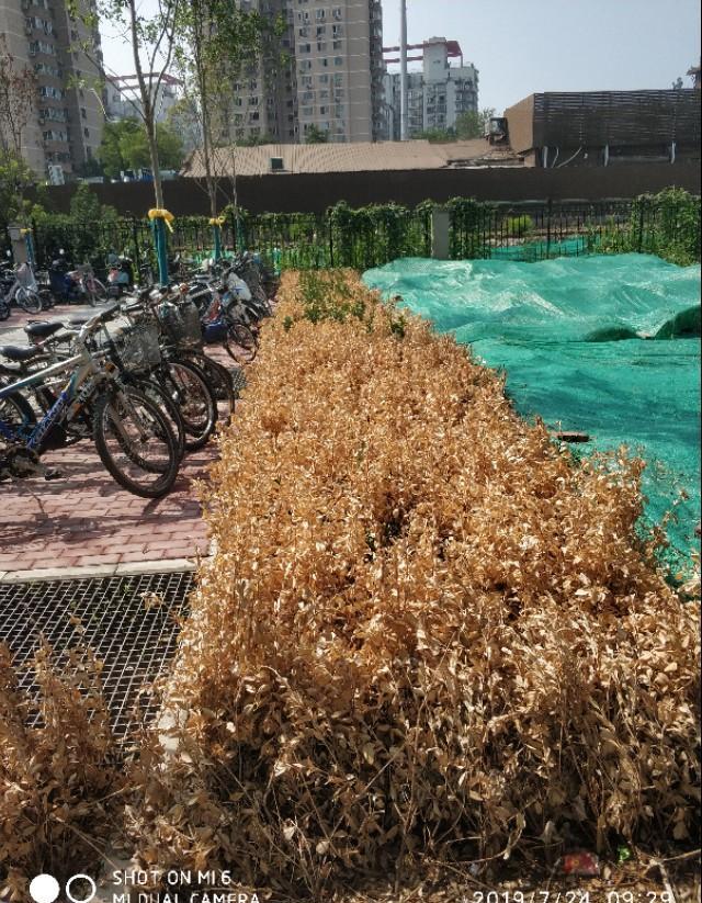 紧急求救！急求绣球花叶子变黑腐败是什么原因？