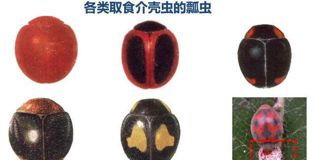 防治果树蚧壳虫用什么农药效果好？