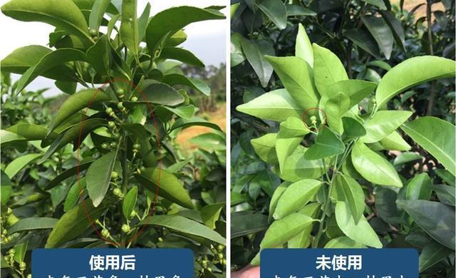 果树错用2,4-滴钠盐用什么化解？