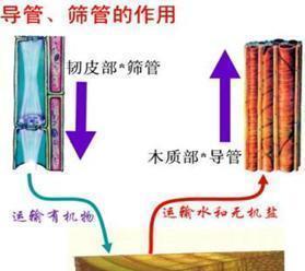 何时可以树干钻孔灌药？