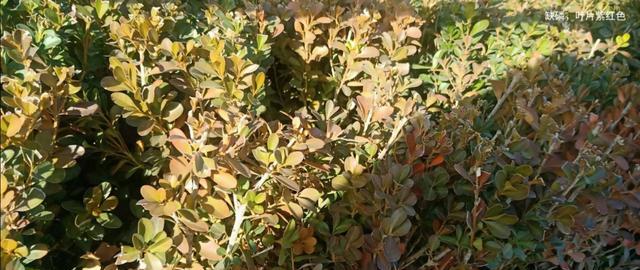 昨天采集的松针腐殖土（量大急用）用什么药杀菌除虫？