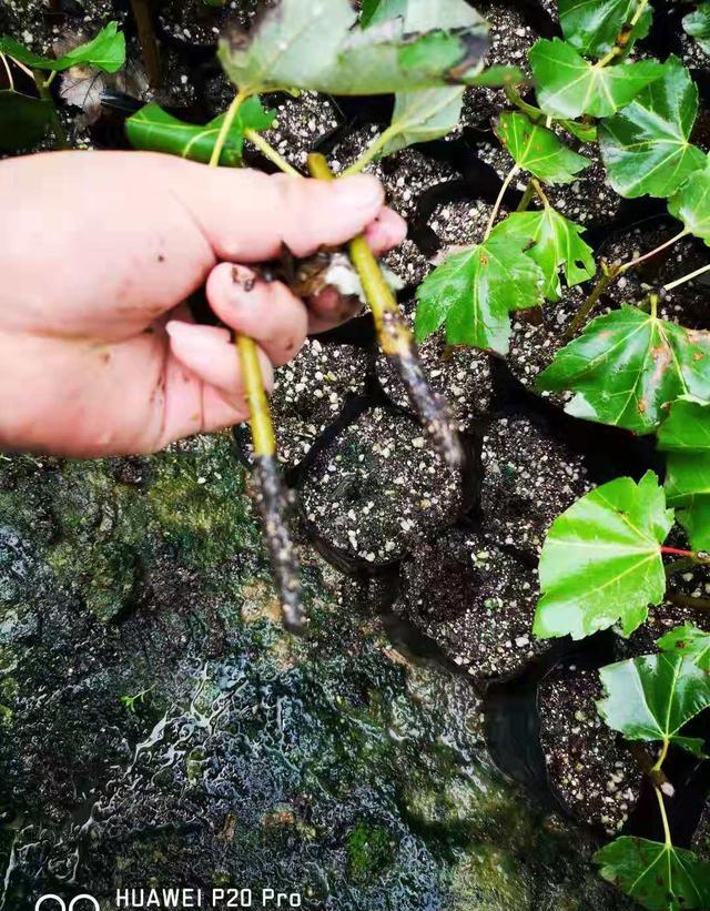 昨天采集的松针腐殖土（量大急用）用什么药杀菌除虫？