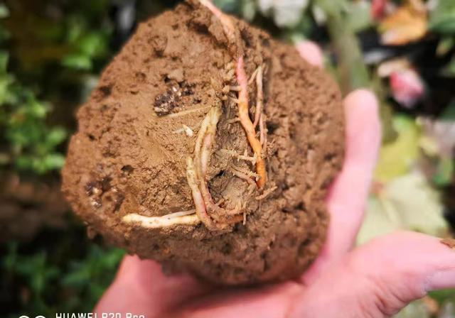 昨天采集的松针腐殖土（量大急用）用什么药杀菌除虫？