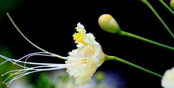 金凤花种子的种植方法