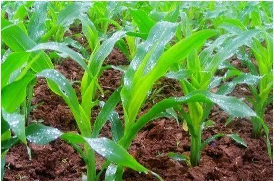 玉米单用尿素一种肥料，是会增产还是减产？
