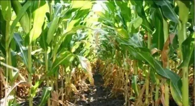 玉米单用尿素一种肥料，是会增产还是减产？