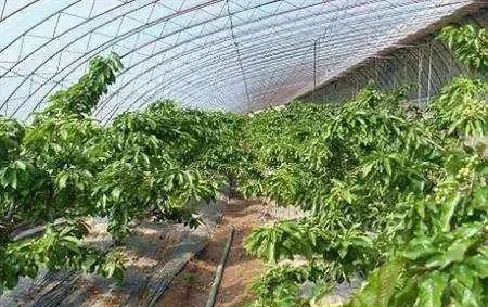 大棚大樱桃成熟期裂果是因为什么？如何防治？