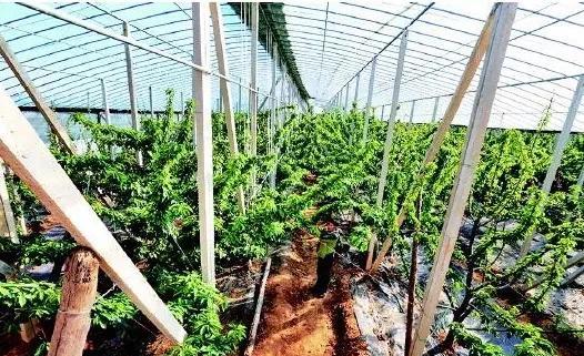 大棚大樱桃成熟期裂果是因为什么？如何防治？