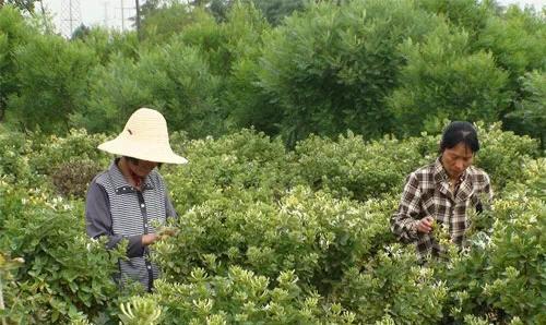 金银花用什么施肥好？