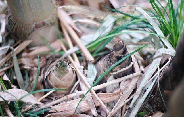 用什么药物能快速有效的杀死竹子根？