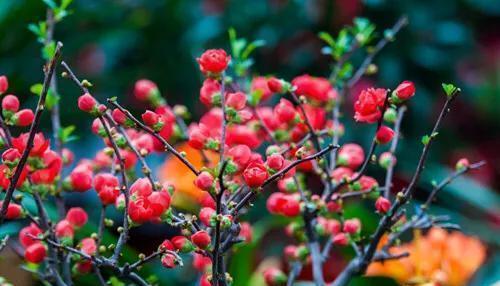 海棠花种植成活发芽后怎么培育？