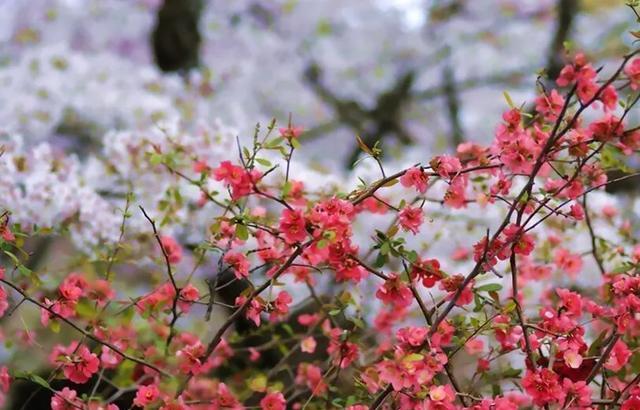 海棠花种植成活发芽后怎么培育？