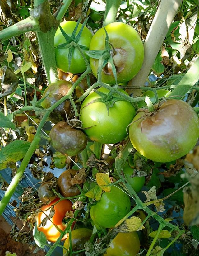 番茄溃疡病大爆发，如何有效预防番茄溃疡病？
