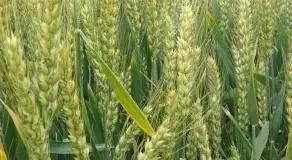 小麦田追尿素肥，什么方法能使肥料利用率最高？
