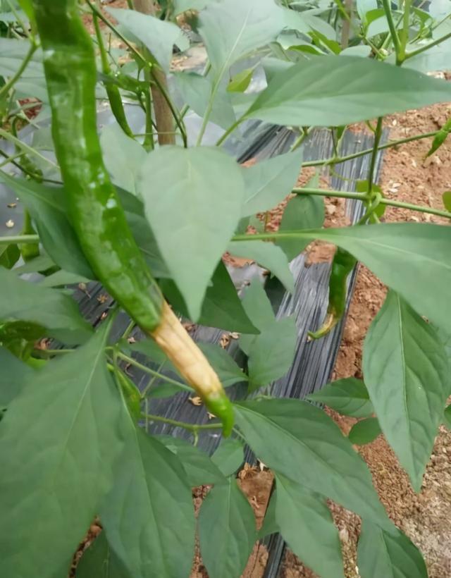 冬暖大棚种植辣椒，易发生疫病，要如何防治呢？