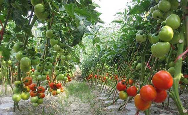 早春番茄育苗注意些什么