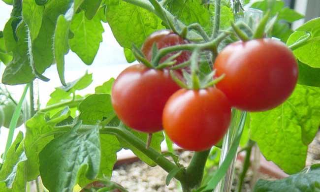 早春番茄育苗注意些什么