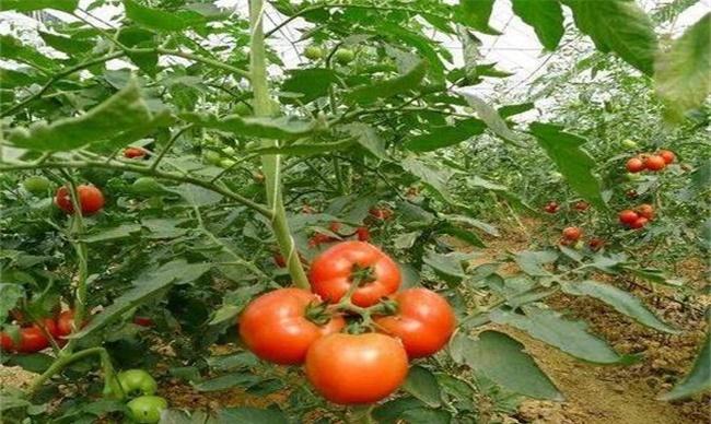 番茄种植土肥水管理技术