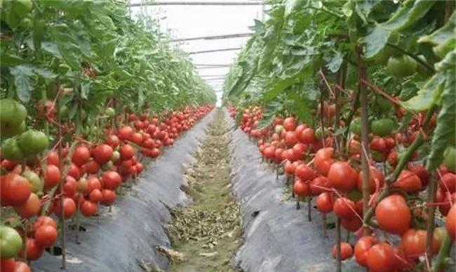 番茄套种豆角种植技术
