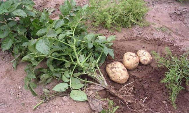 土豆只长秧不结薯预防和补救措施