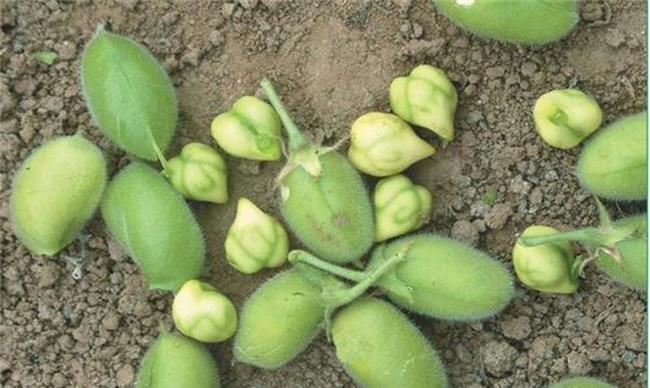 鹰嘴豆的栽培技术