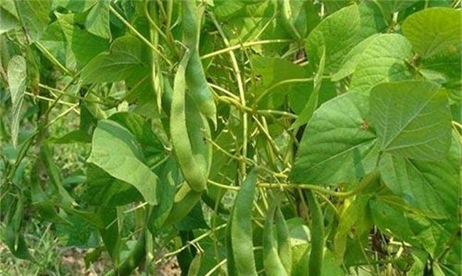 早春扁豆种植技术