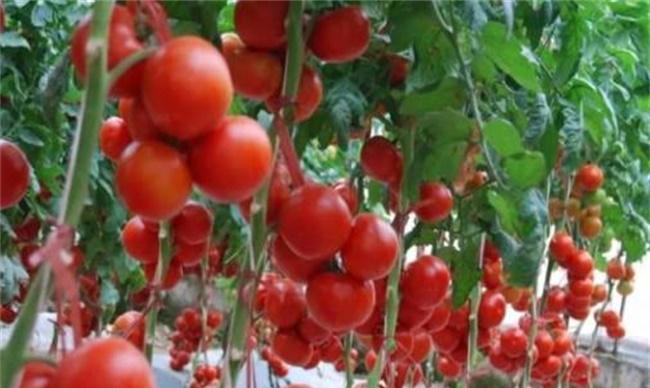 番茄种植管理流程