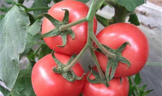 番茄种植管理流程