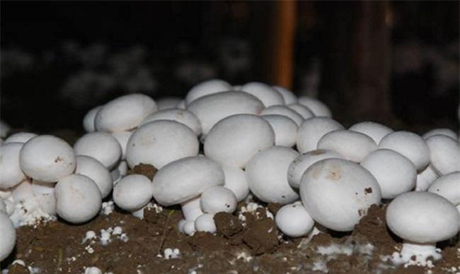 双孢菇冬天管理技术