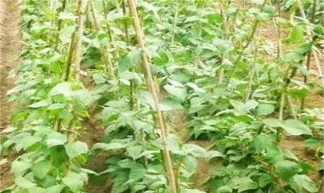 豆角掐尖时间和方法