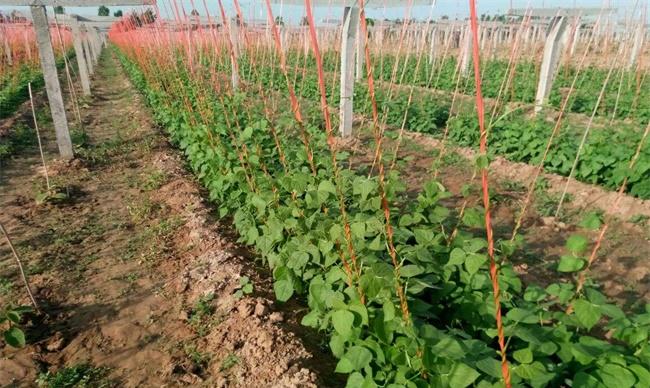 豆角掐尖时间和方法