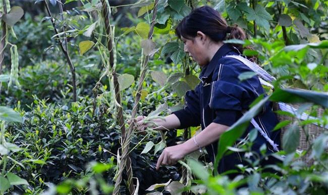 豆角掐尖时间和方法