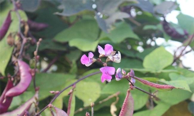 扁豆花期怎么管理