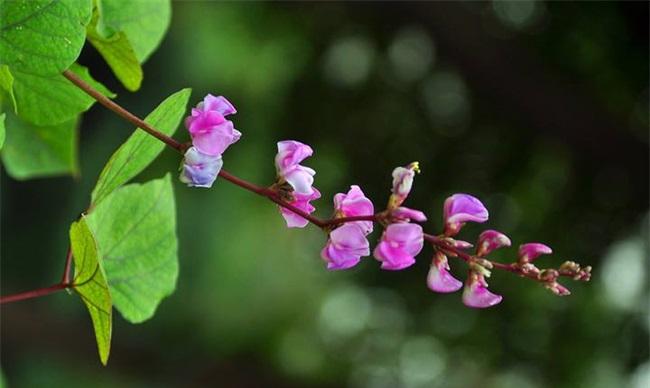 扁豆花期怎么管理