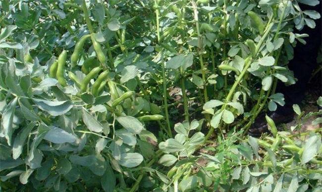 蚕豆种植怎么增产