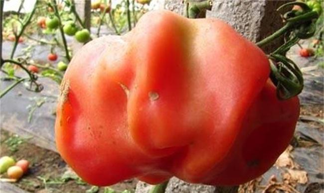 番茄空心原因及预防措施